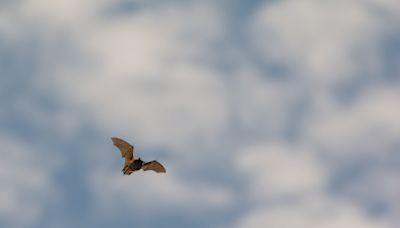 Millions of bats have died from this disease. Now it's been found in Alberta