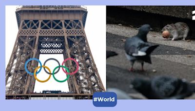 rats,paris olympics,paris 2024,paris,olympics,france,rat problem in france,rats in paris,paris olympics preparation,rats in paris olympics,olympic village,paris sanitation,waste management in paris, Europe,Olympic Games,2024 Olympics,Paris