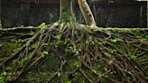The evolution of tree roots nearly ended life on Earth