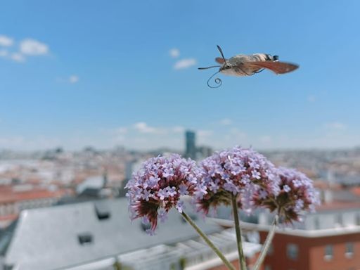 La belleza de un instante: el de una esfinge colibrí libando de una de las plantas de la terraza de la SER