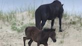 Corolla Wild Horse Fund names first filly born in the new year