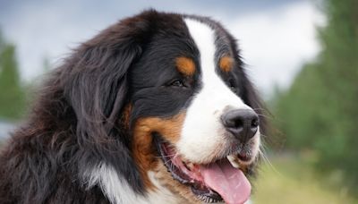 Bernese Mountain Dog Takes on the Role of 'Chief Happiness Officer' and Totally Rocks It