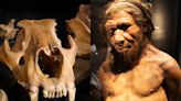 Neanderthals hunted cave lions at least 48,000 years ago, and feasted on their meat, ancient bones reveal