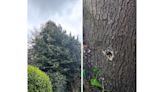 Plea after vandals use drill to make holes in 45-year-old tree