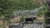 Why the U.S. Government Is Shooting Cows From Helicopters in New Mexico