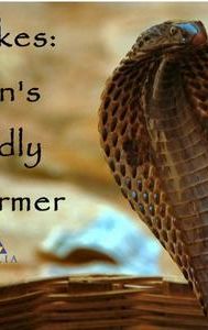 Snakes: Eden's Deadly Charmers