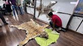 Six arrested as Pune Customs bust major tiger skin smuggling ring in Jalgaon