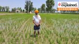 How a win-win tech promises to kill weeds in rice and wheat fields, remove need for stubble-burning