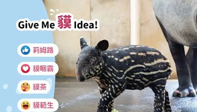 北市動物園馬來貘命名投票大戰開始！