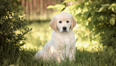 Golden Retriever Puppy Can't Stand the Sun and People Are Having a Field Day