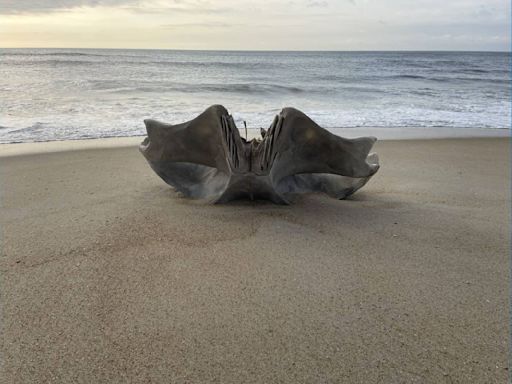 Enorme cráneo de criatura de 40 toneladas aparece en las playas de Carolina del Norte: ¿Qué es?