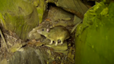 Pennsylvania joins multi-state effort to repopulate Allegheny Woodrat