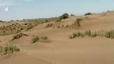 Creature with hieroglyphic-like pattern found on Iran sand dunes. It’s a new species