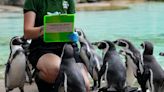 10 adorable photos from London Zoo's annual weigh-in show curious monkeys, penguins, and meerkats stepping on the scale