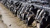 Bird flu found in Colorado dairy cows