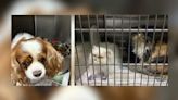 62 animals rescued from hoarding and breeding operation in Hall County
