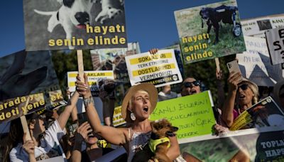 Turquie: l'Assemblée adopte une disposition controversée sur l'euthanasie des chiens errants