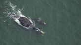 WATCH: Rare mother and baby pair first spotted in SC are now cruising Georgia waters