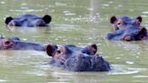 Colombia empieza a esterilizar a los hipopótamos de Pablo Escobar... ¿es buena idea?