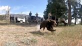 Orphaned Black Bear Cub Siblings Return to the Wild After Being Rehabbed by San Diego Humane Society