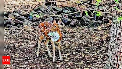 Plastic Waste Threatens Wildlife at Tulsishyam | Ahmedabad News - Times of India