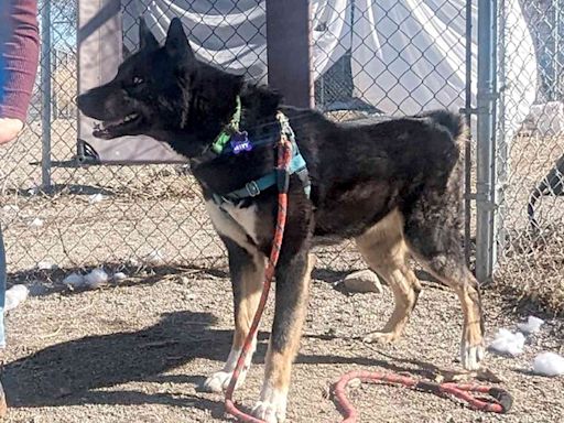 Dog Adopted After 676 Days of Waiting Reunites with His Brother at New Perfect Home