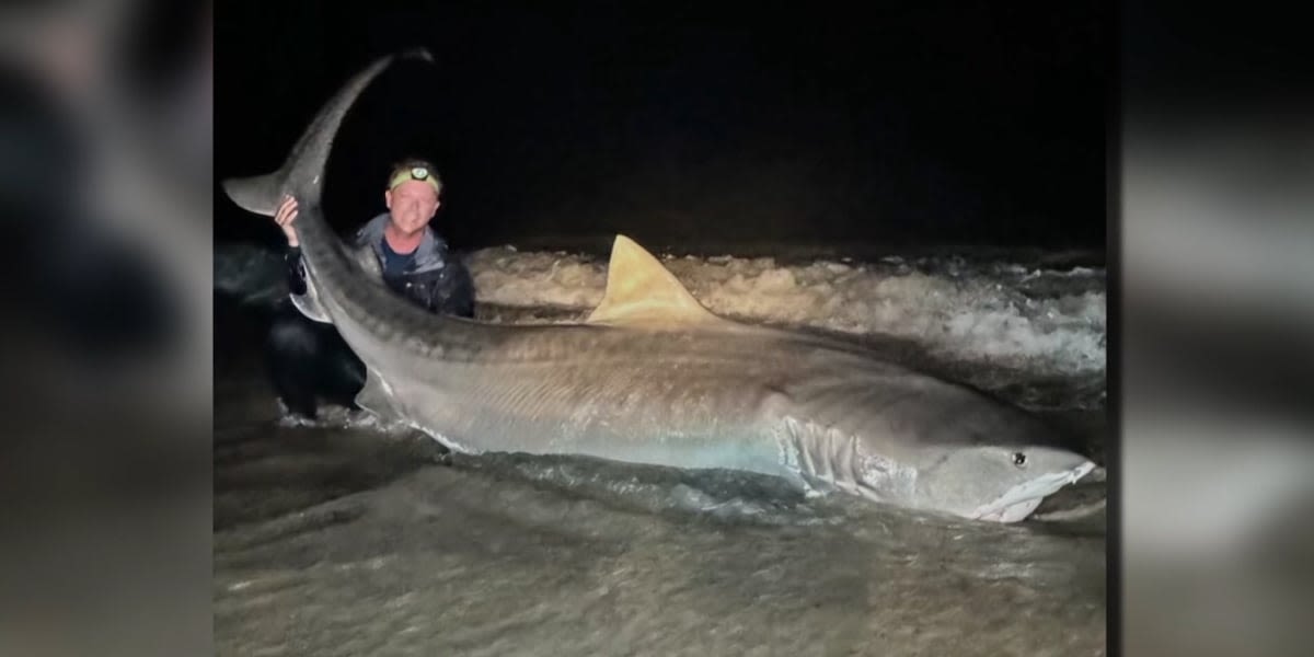 Fisherman unexpectedly reels in 12-foot tiger shark while fishing in Atlantic Ocean