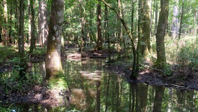 In coastal North Carolina, a legal fight over wetlands protections