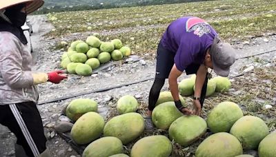 強震又遇盤商剝削「砍對半」！花蓮瓜農氣到2萬顆西瓜置河床自己賣 | 中天新聞網