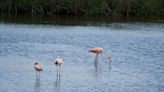 Wild flamingos spotted in Georgia for the first time on record