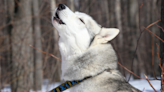 Husky's Cries of Grief Over Losing Beloved Sibling Are Absolutely Heartbreaking