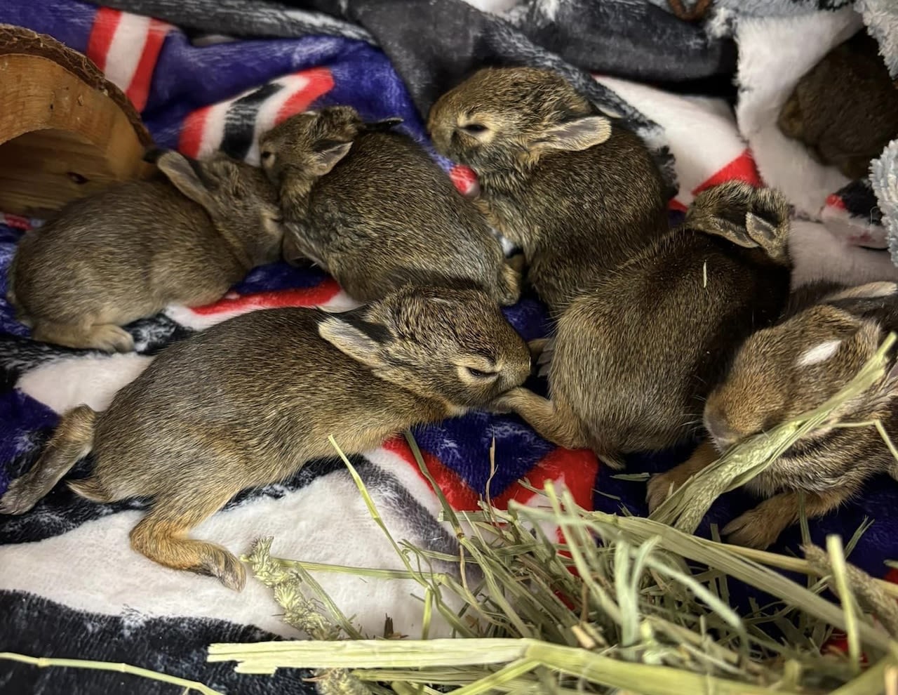 Bag filled with 8 baby rabbits tossed from car window in Macomb County, police say