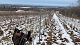 Grape vines suffer major damage in N.S. from wild weather swings
