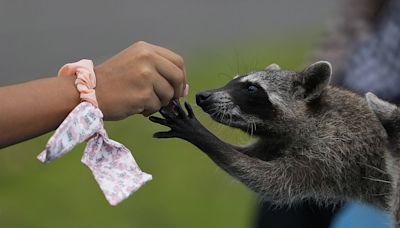 First cases of raccoon intestinal worms found in Belgium