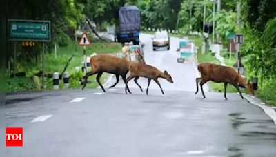 Assam floods: 17 wild animals drown, 72 rescued in Kaziranga National Park - Times of India