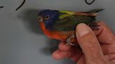 Brandon man sentenced for trafficking migratory songbirds: SAO