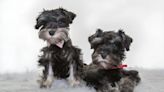 Schnauzer Puppies: Cute Pictures and Facts