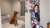 Dog ‘obsessed’ with Timothée Chalamet gifted shrine to the actor