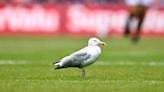 Kildare Wildlife Rescue issue update on injured Seagull from All-Ireland final