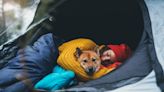 8 Tips For Keeping Dogs Healthy and Happy While Camping