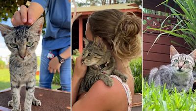 La inspiradora labor del Lanai Cat Sanctuary en la pequeña isla de Hawái que alverga más de 600 gatos