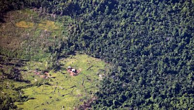 Los bosques de Nicaragua, en extinción: en 20 años ya no habrá cobertura forestal, según un estudio