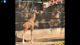 Giraffe has had two miscarriages at Illinois zoo. Now see video of her new baby girl