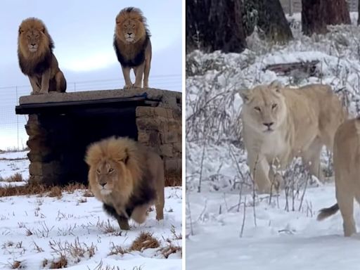 Rare snowstorm hits Africa, viral videos show lions enjoying snow. Watch