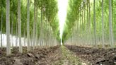 La Nación / AFD proyecta fondo de inversión forestal con apoyo del Banco Mundial