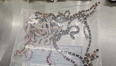 Man Trying to Smuggle Over 100 Live Snakes in His Pants Caught by Officials