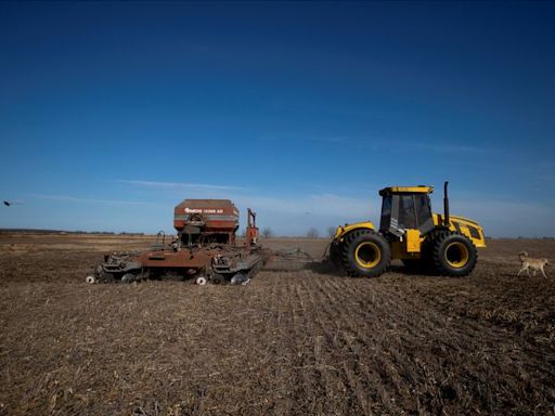 Temperaturas heladas agravan estado del trigo en núcleo agrícola de Argentina