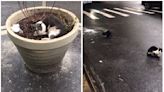 34隻貓遭集體棄養扔出公寓二樓！超暖市民總動員幫救援「天喵散花全數回收」