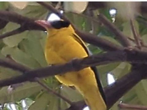 視頻：黃鸝鳥罕見現身高雄 啼鳴「獨一無二」