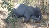Mystery of African elephants dropping dead unraveled by scientists